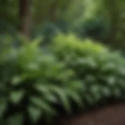 Lush shade garden filled with vibrant ferns and hostas