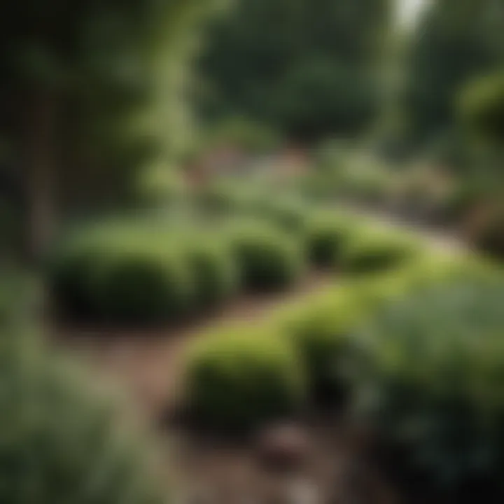 A variety of shrubbery fertilizers displayed in a garden setting