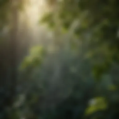 Close-up of a spider web with morning sunlight filtering through leaves