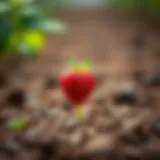 A vibrant strawberry seedling emerging from rich soil
