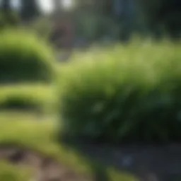 Lush green lawn in spring