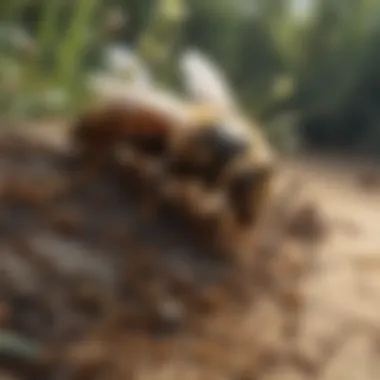 Close-up of ground bees at their nest entrance