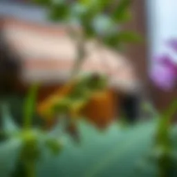 Strategies to Repel Grasshoppers: A Comprehensive Guide Introduction