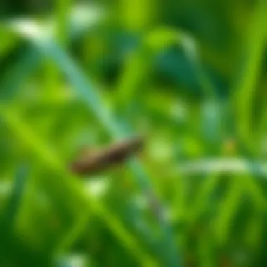 Notable Strategies to Repel Grasshoppers: A Comprehensive Guide Notable Strategies to Repel Grasshoppers: A Comprehensive Guide
