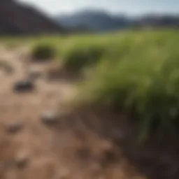 Lush grass thriving on arid soil