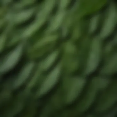 Close-up of avocado leaves showcasing their unique texture and color