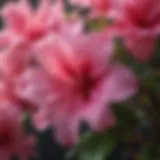 Close-up view of a vibrant azalea bloom
