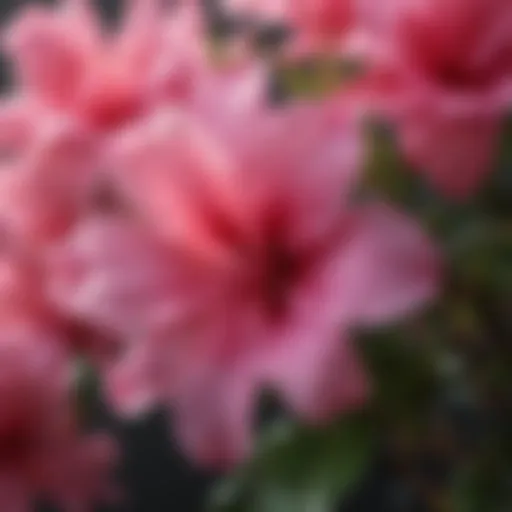 Close-up view of a vibrant azalea bloom