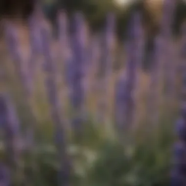 Close-up of lavender flowers