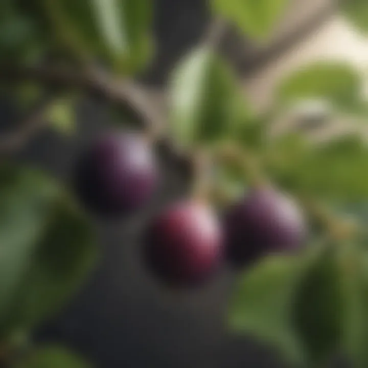 Close-up view of ripe figs on a branch