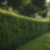 Lush green fence hedge in a well-manicured garden