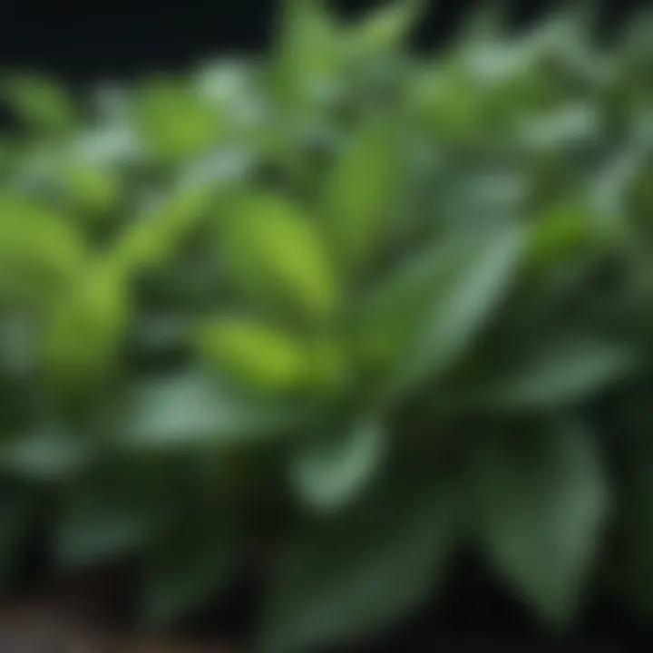 Close-up of mint leaves showcasing their vibrant green color and texture