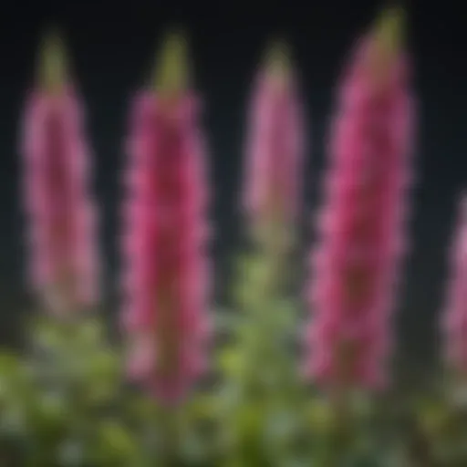 Close-up of vibrant foxglove flowers in bloom