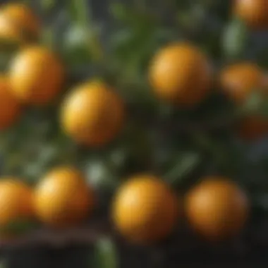 Citrus Fruits on Trimmed Branches Close-up of citrus fruits on trimmed branches