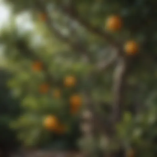 A mature citrus tree showcasing healthy branches
