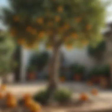 A well-maintained citrus tree in a home garden