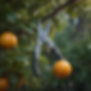 Pruning shears resting on a citrus tree branch