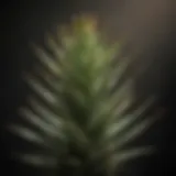 Close-up of an aloe plant displaying browning tips