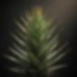 Close-up of an aloe plant displaying browning tips