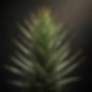 Close-up of an aloe plant displaying browning tips