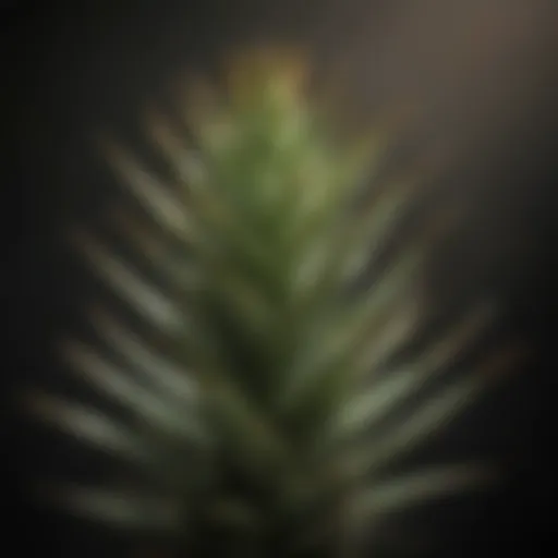 Close-up of an aloe plant displaying browning tips
