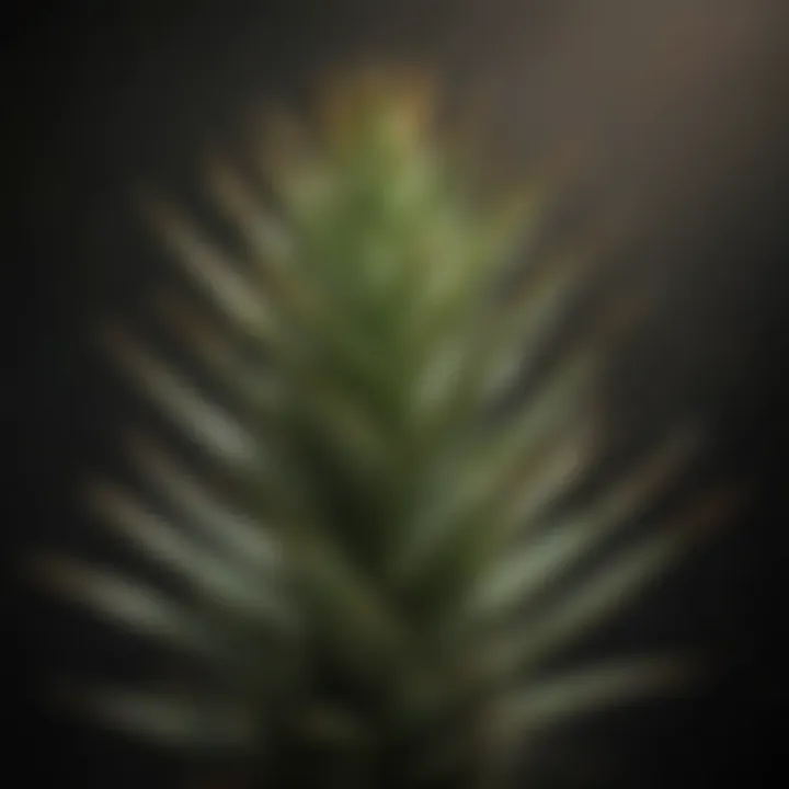 Close-up of an aloe plant displaying browning tips