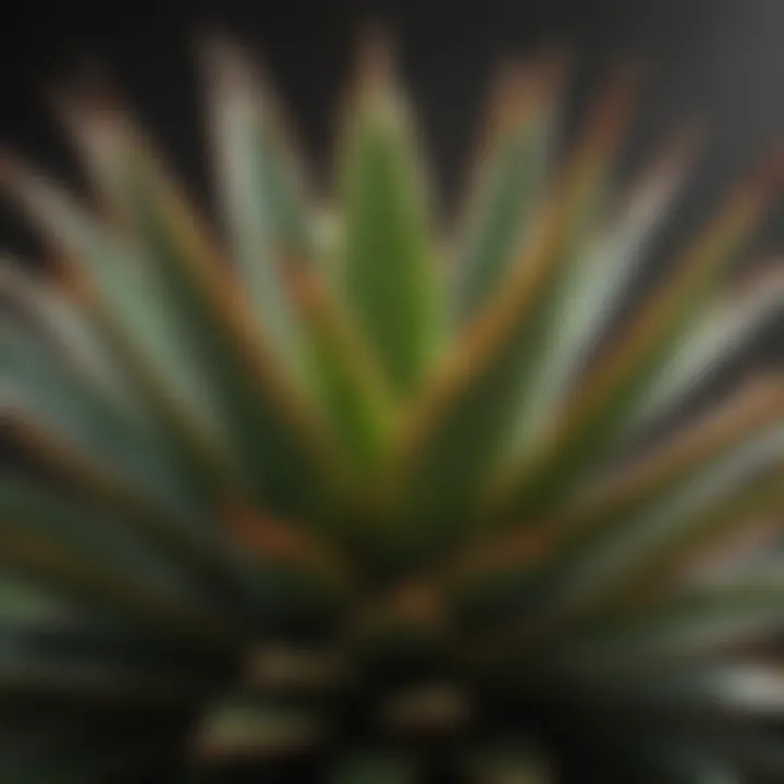 Healthy aloe plant with vibrant green leaves