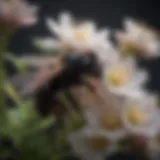 Close-up view of black bee on flower