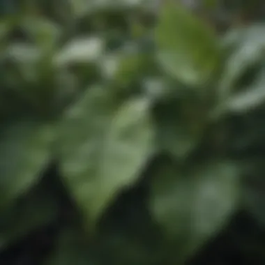 Close-up of wrinkled plant leaves showing environmental stress signs