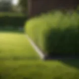 Close-up of a beautifully edged lawn showcasing vibrant green grass.