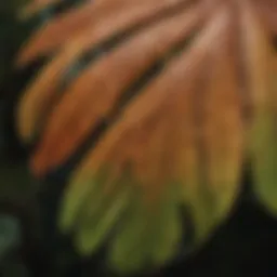 Leaf discoloration in tropical plants