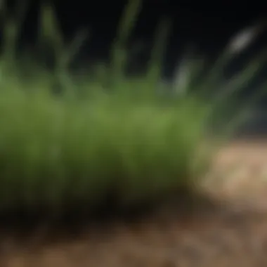Early Development of Bermuda Grass Seed Germinating Bermuda grass seeds showcasing early sprout development