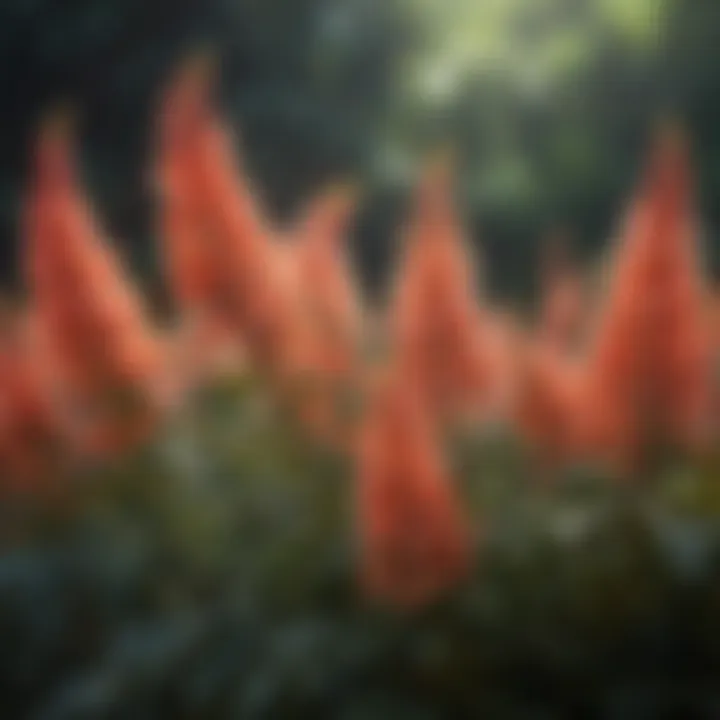 Close-up view of Pieris Forest Flame flowers in bloom