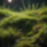 Close-up of lush moss on grass illustrating growth dynamics