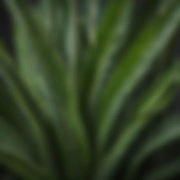 Close-up of snake plant leaves emphasizing their unique texture