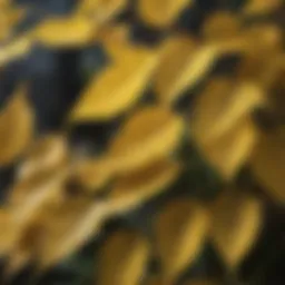 Close-up of yellow spotted leaves on a plant