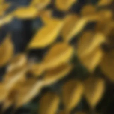 Close-up of Yellow Spotted Leaves Close-up of yellow spotted leaves on a plant