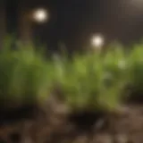 Freshly laid grass seedlings thriving