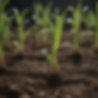 Healthy Corn Seedlings Detailed view of healthy corn seedlings emerging from the soil