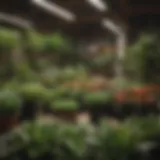 A vibrant display of diverse live plants at a local nursery