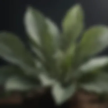 A close-up of high-quality sage leaves