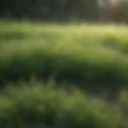 Lush green field showcasing different types of grass